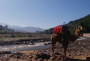 camel